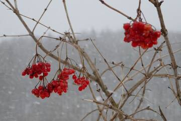 Фотографии Загородные дома Лелека г. Делятин (Украина) №2 Фото Загородные дома Лелека г. Делятин 2